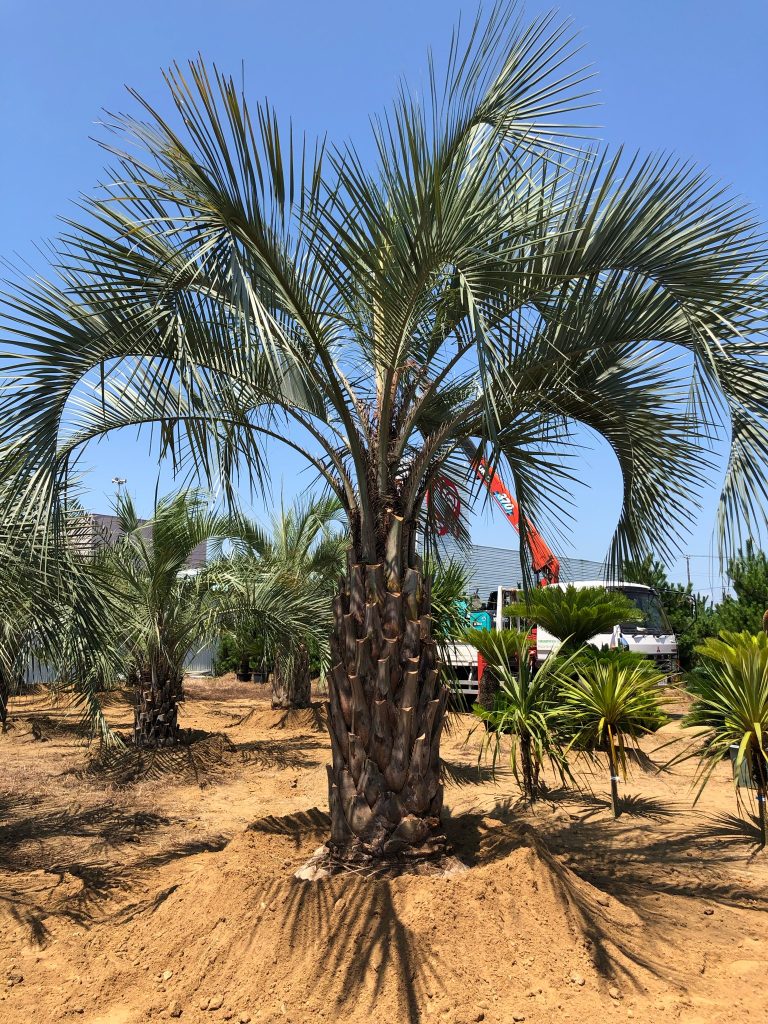 ココスヤシ (188) 太幹シルバーリーフ その他観葉植物