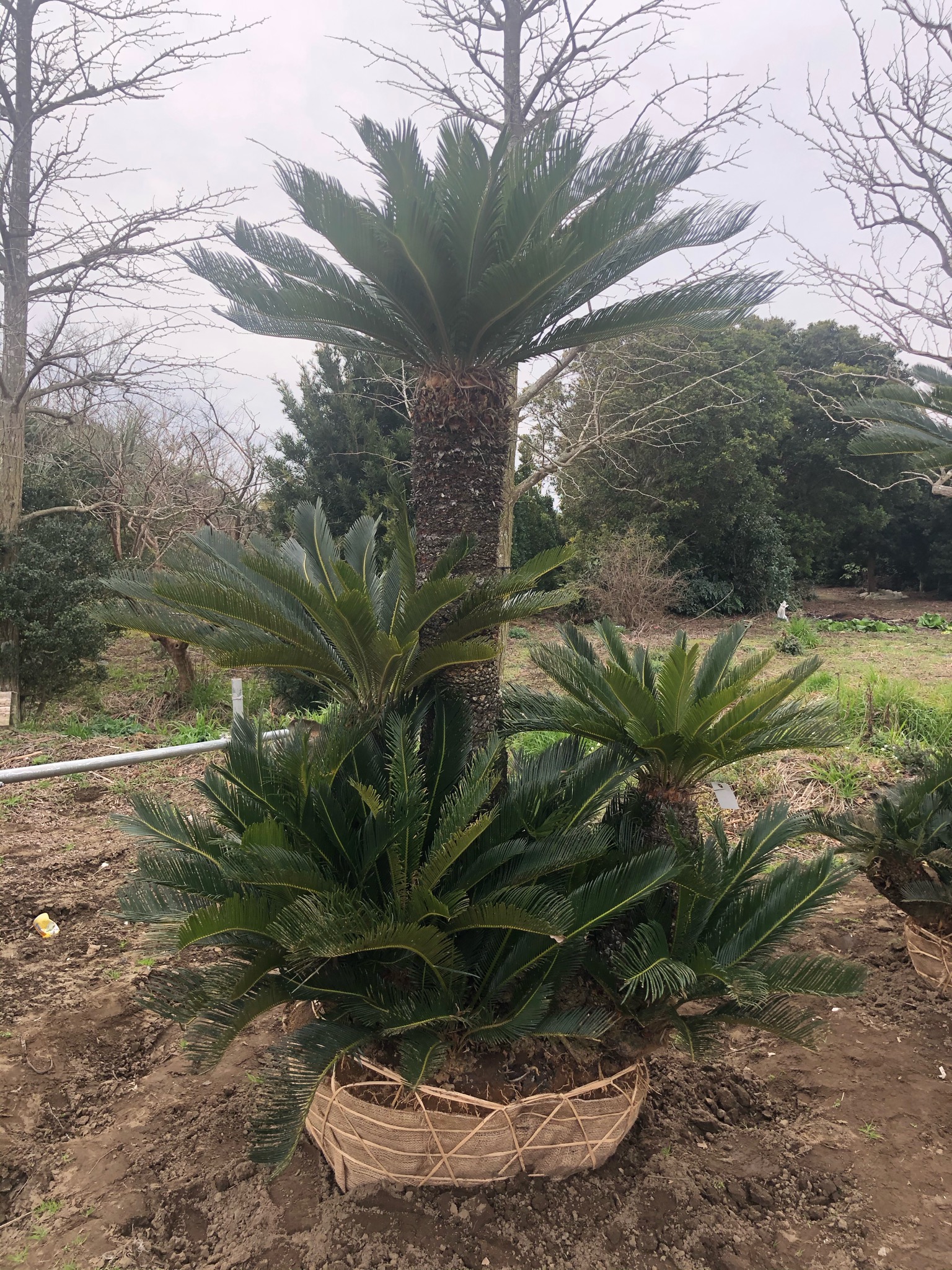 C0C50ABA-1B6B-4D48-9C85-