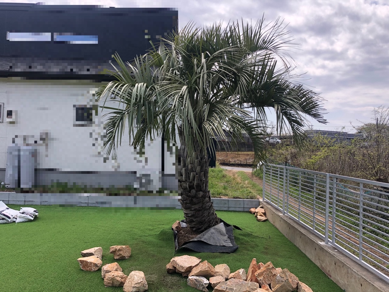 曲がりのココスヤシ 植え込み🌴 - アツタガーデン