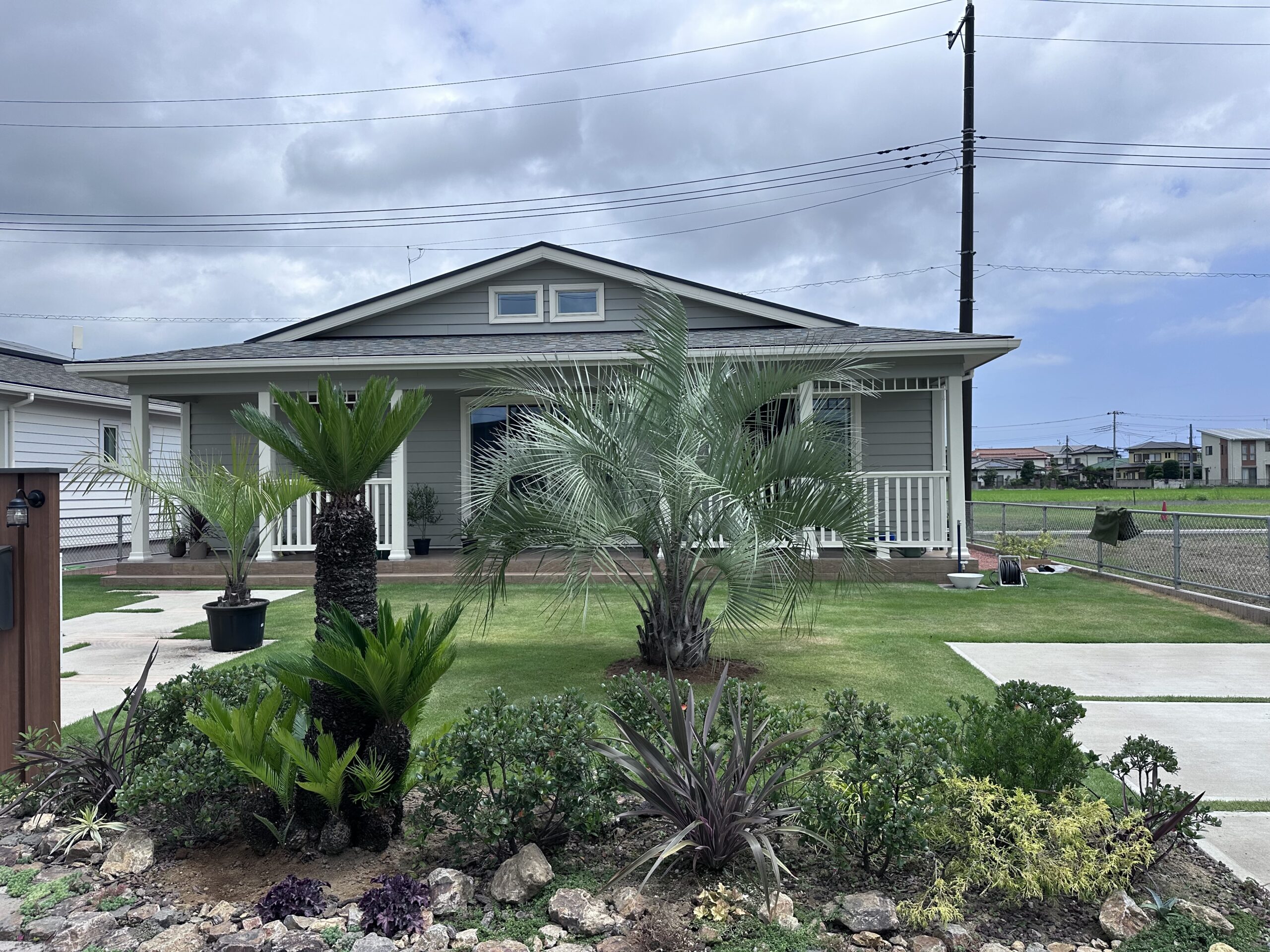 ソテツ　極太株　2ヘッド　カルフォルニアスタイル　送料込価格　ココスヤシ ソテツ 極太株 2ヘッド カルフォルニアスタイル 送料込価格